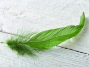 pluma verde significado espiritual