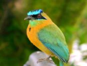 pájaro barranquero significado espiritual