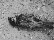 pájaro muerto brujería