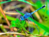 libélula azul significado espiritual