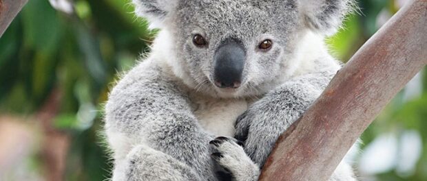 koala significado espiritual