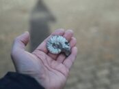 ammonites significado espiritual