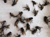 moscas muertas en la casa