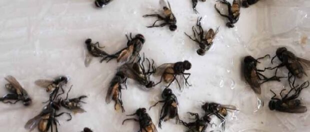 moscas muertas en la casa moscas muertas en la casa