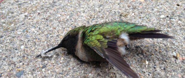 que significa encontrar un colibri muerto que significa encontrar un colibri muerto